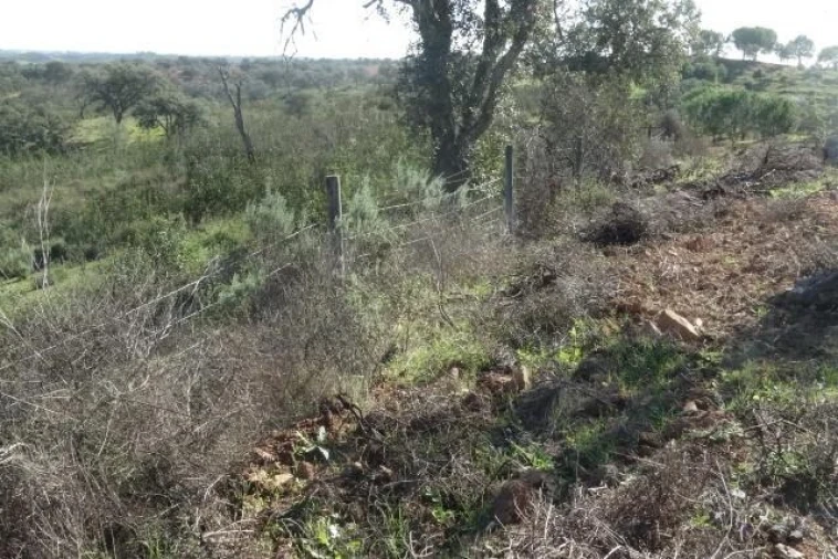 Terreno para Venda em Ourique Foto 18