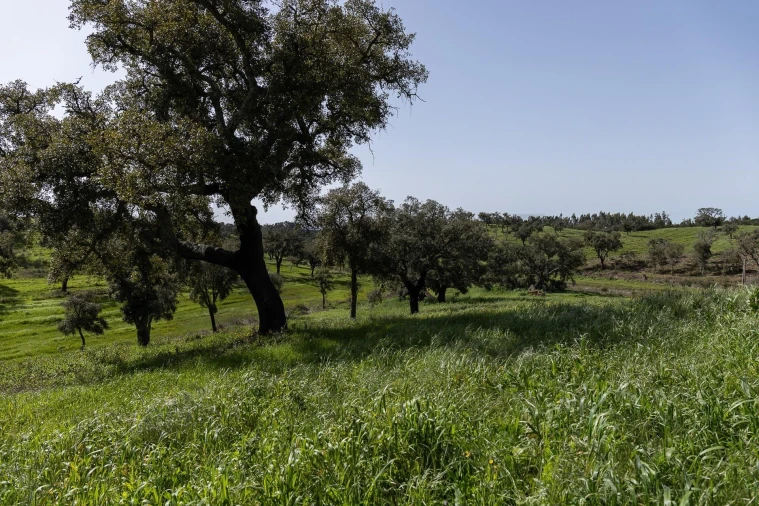 Quinta T5 para Venda em Cercal Foto 42