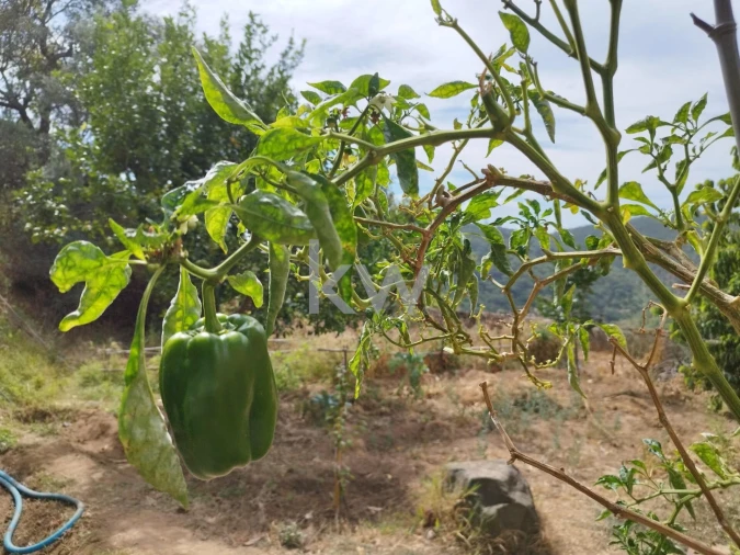 Moradia T3 para Venda em Monchique Foto 34