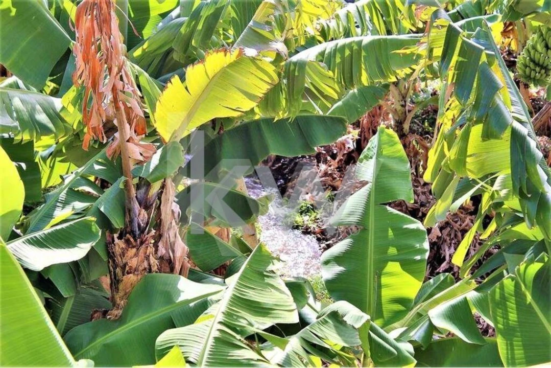 Quinta T5 para Venda em Gaula Foto 23