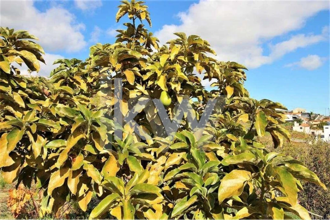 Quinta T5 para Venda em Gaula Foto 61