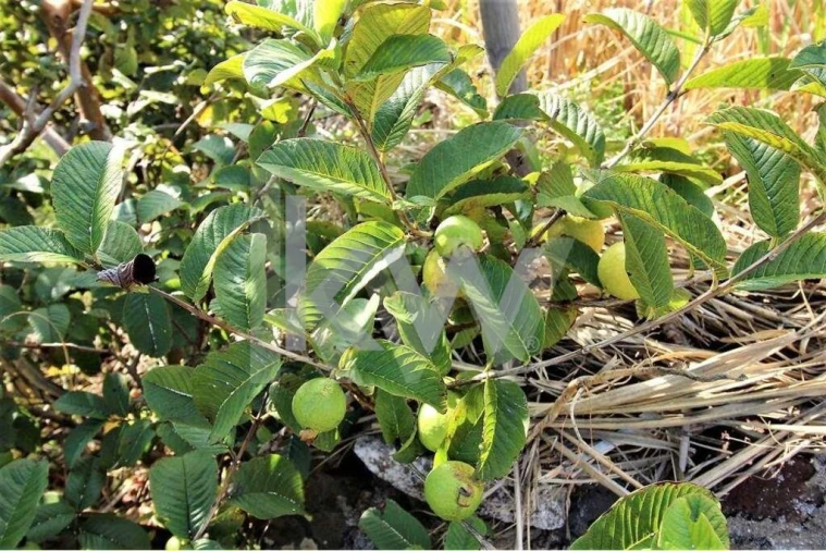 Quinta T5 para Venda em Gaula Foto 54