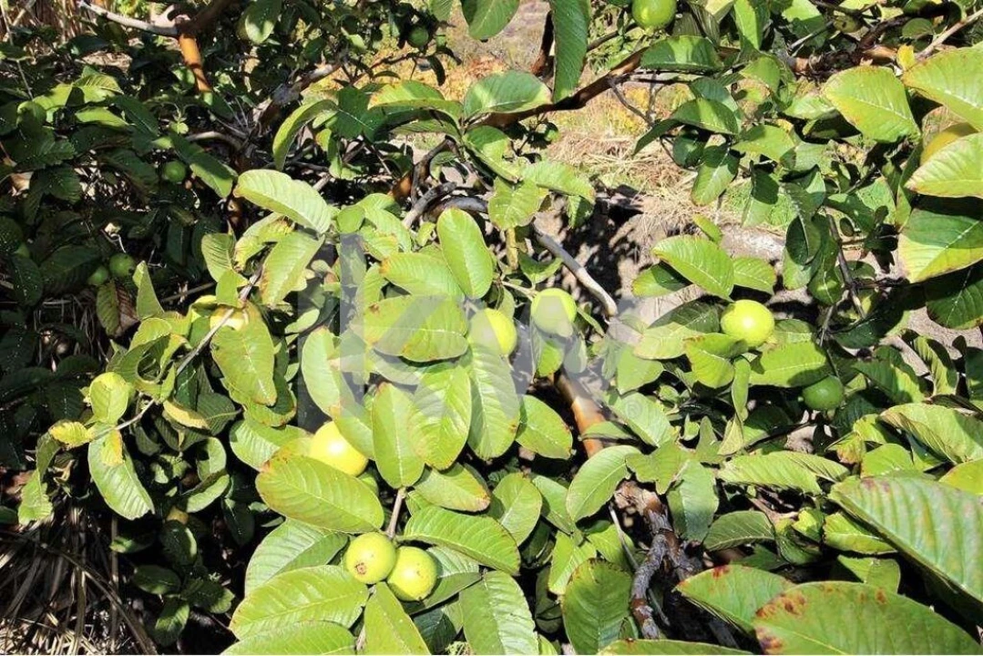 Quinta T5 para Venda em Gaula Foto 62