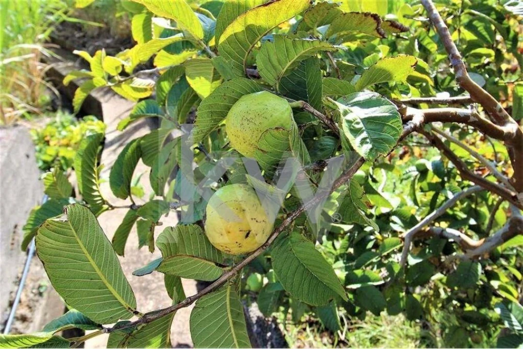 Quinta T5 para Venda em Gaula Foto 55