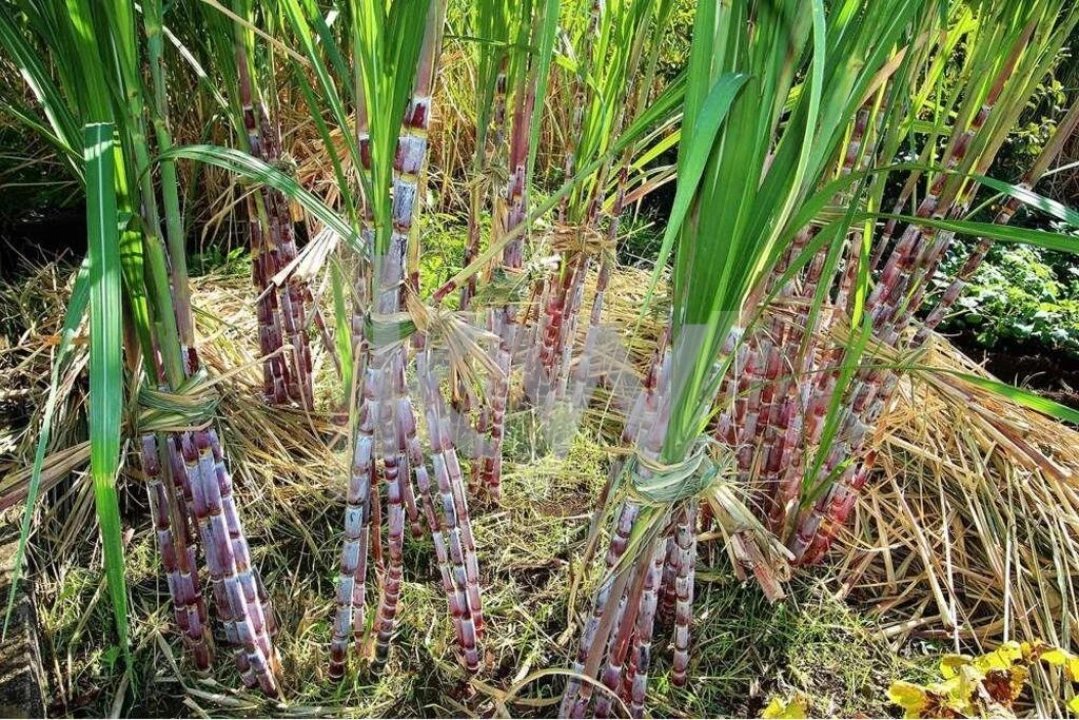 Quinta T5 para Venda em Gaula Foto 65