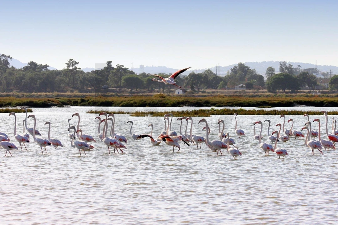 Quinta T5 para Venda em Setubal (São Sebastião) Foto 10