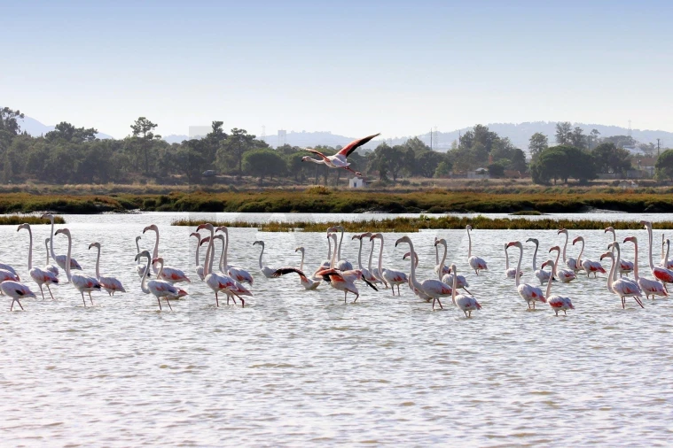 Quinta T5 para Venda em Setubal (São Sebastião) Foto 10