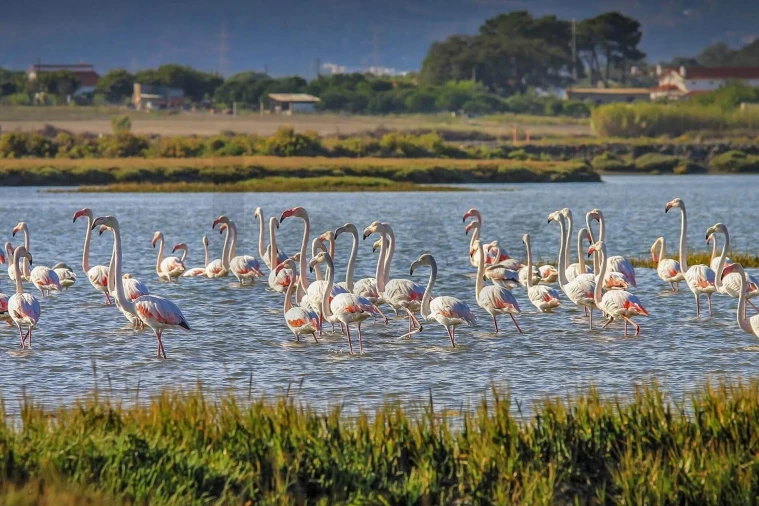 Quinta T5 para Venda em Setubal (São Sebastião) Foto 11