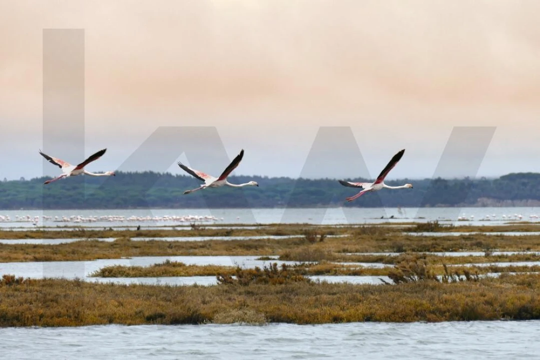 Quinta T5 para Venda em Setubal (São Sebastião) Foto 14