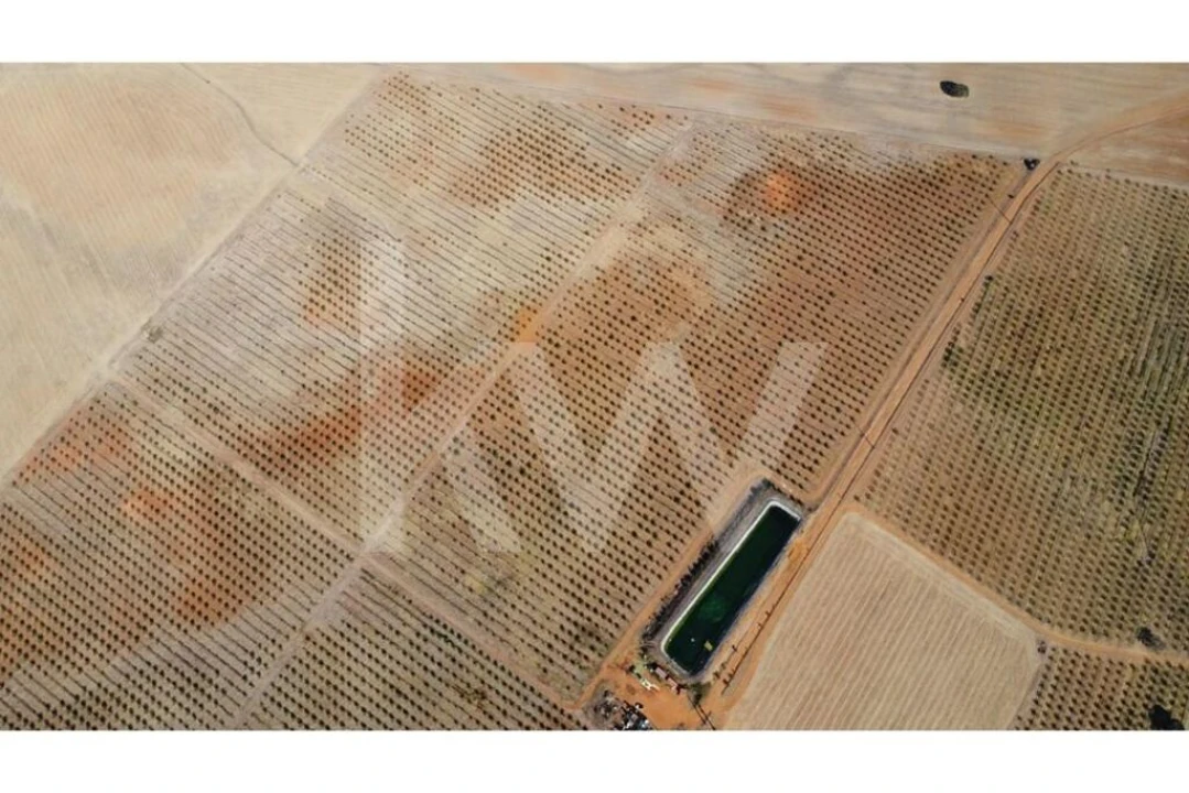 Terreno para Venda em Albernoa e Trindade Foto 15