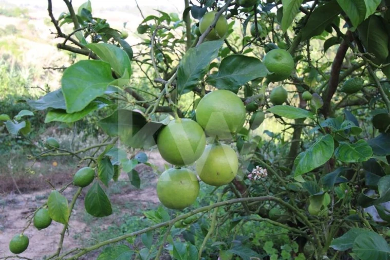 Terreno para Venda em Encarnação Foto 7
