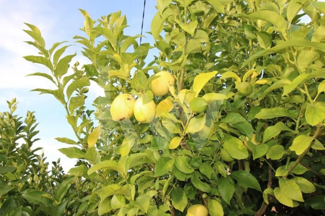 Terreno para Venda em Encarnação Foto 13