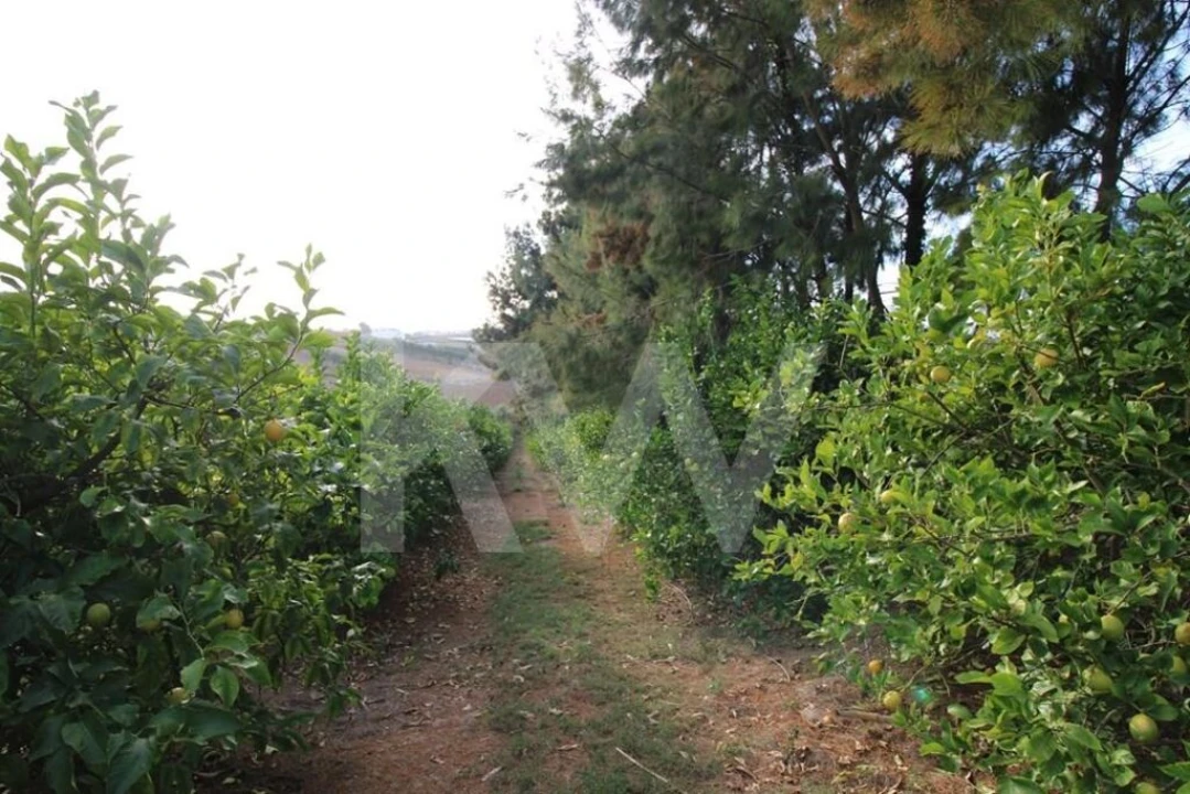 Terreno para Venda em Encarnação Foto 6