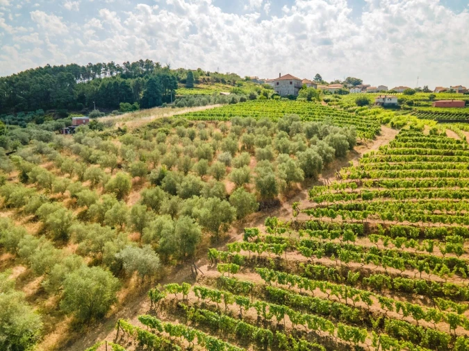 Quinta T8 para Venda em Abaças Foto 3