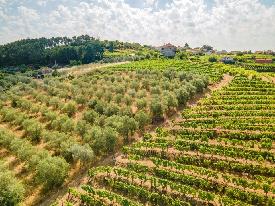 Quinta T8 para Venda em Abaças Foto 20
