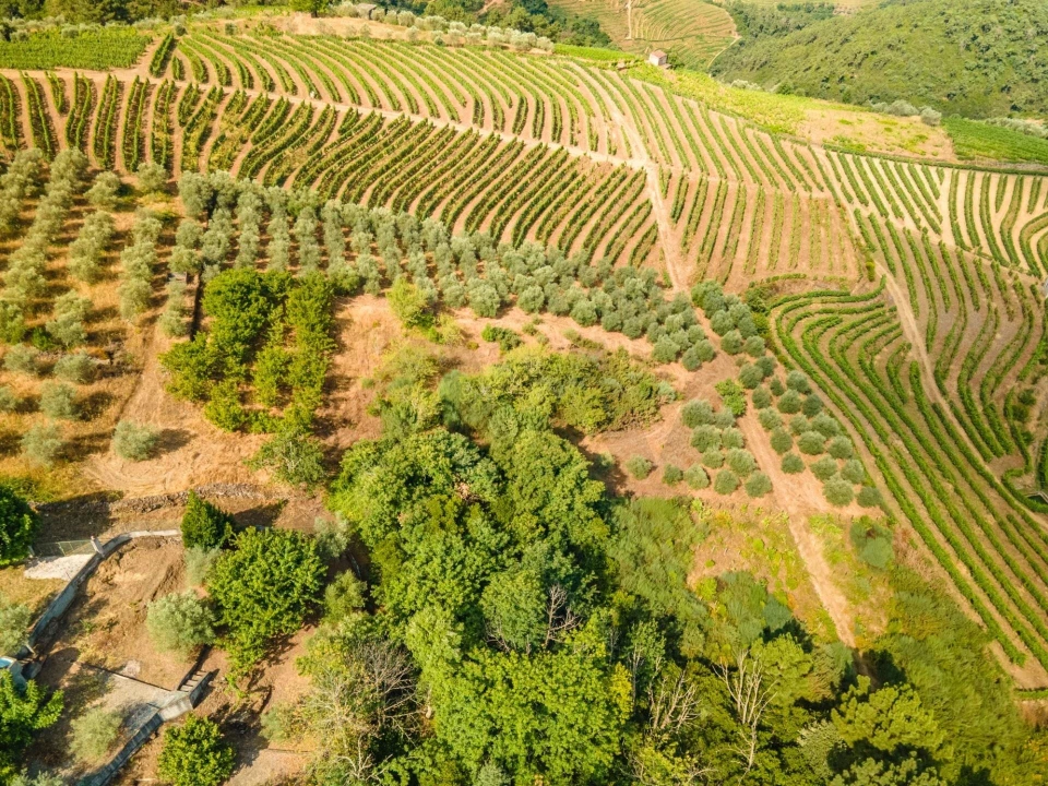 Quinta T8 para Venda em Abaças Foto 17