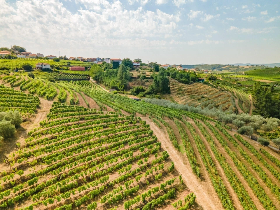 Quinta T8 para Venda em Abaças Foto 21