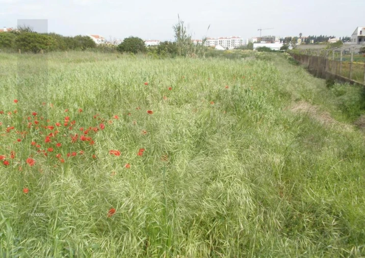 Terreno para Venda em Alcochete Foto 4
