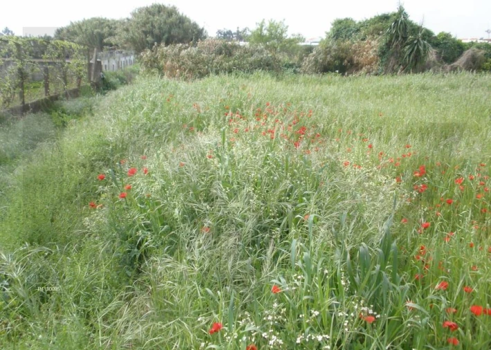 Terreno para Venda em Alcochete Foto 3