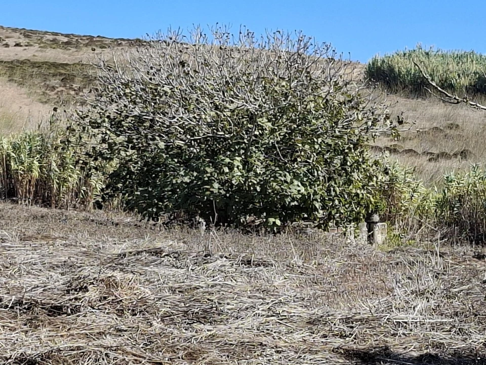 Terreno para Venda em Vila do Bispo e Raposeira Foto 7