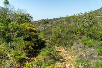 Terreno para Venda em Conceição e Estoi