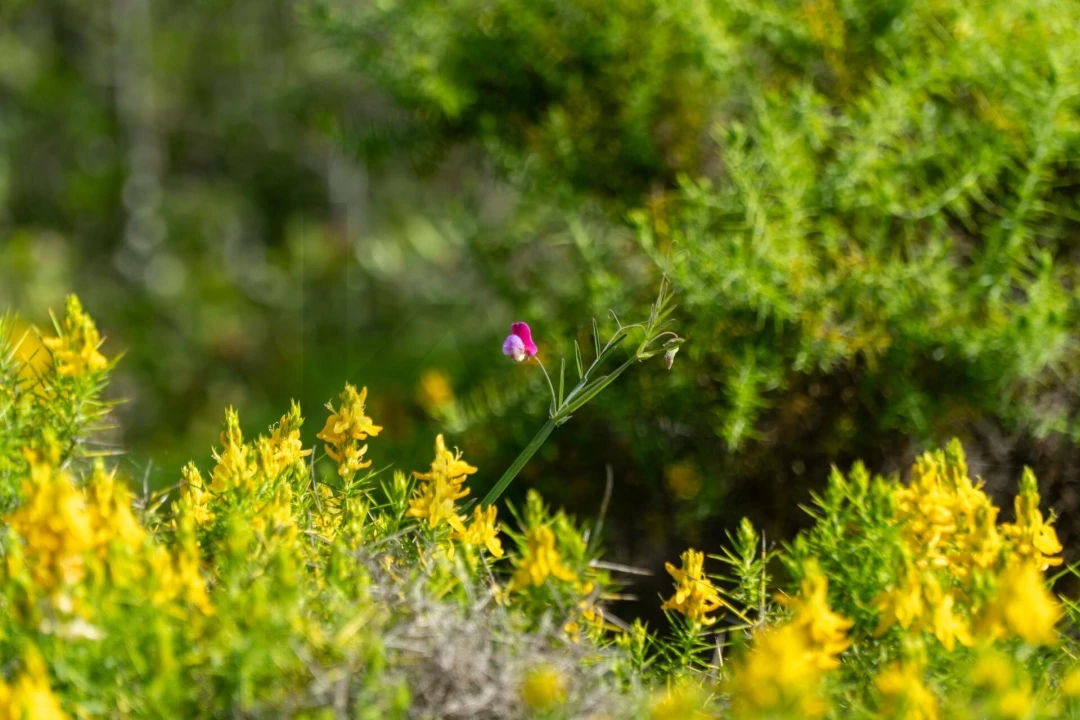 Terreno para Venda em Conceição e Estoi Foto 8