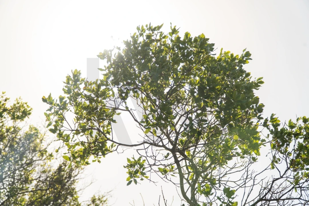 Terreno para Venda em Conceição e Estoi Foto 10