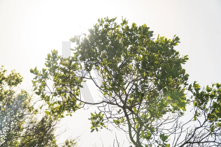 Terreno para Venda em Conceição e Estoi Foto 10