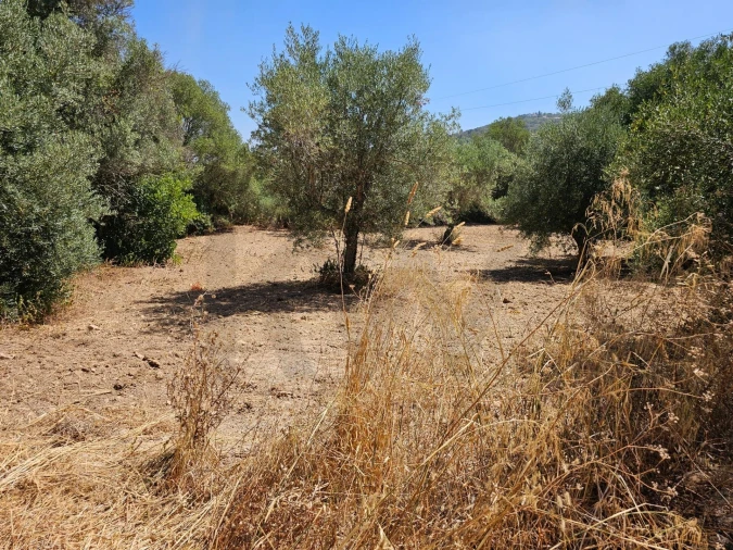 Terreno para Venda em Loule (São Sebastião) Foto 9