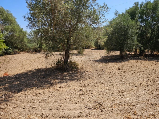 Terreno para Venda em Loule (São Sebastião) Foto 6