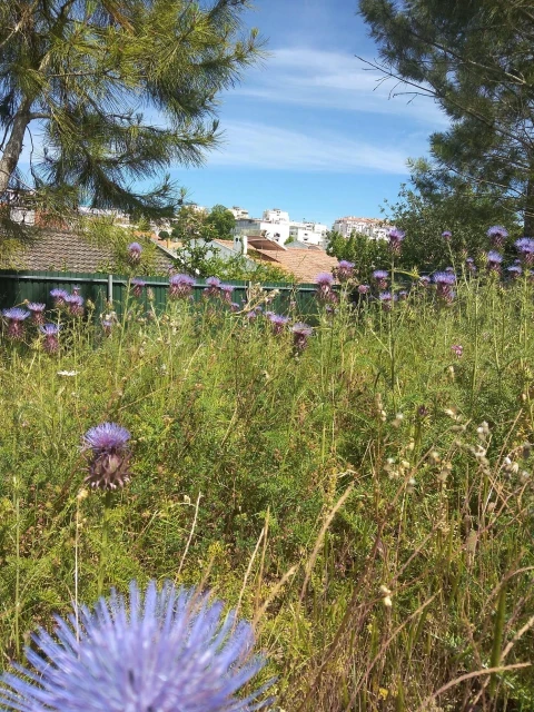 Terreno para Venda em Sesimbra (Castelo)