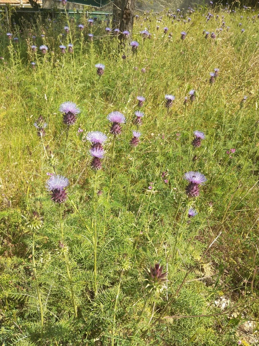 Terreno para Venda em Sesimbra (Castelo) Foto 5