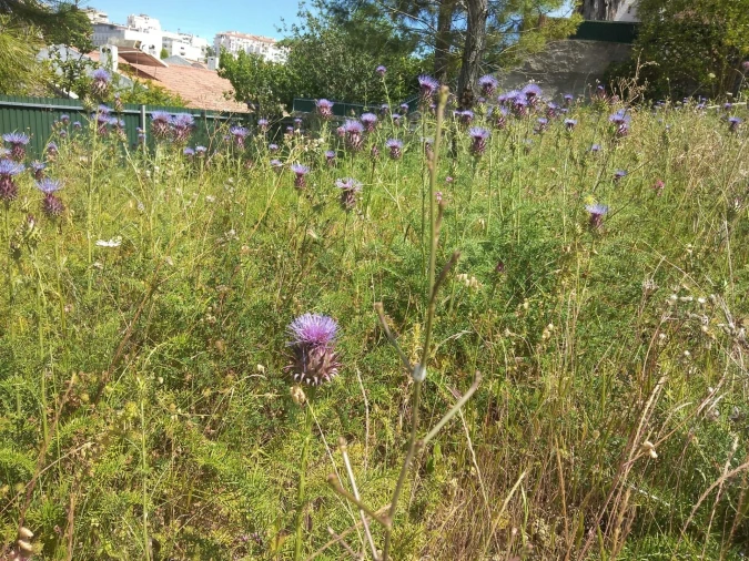 Terreno para Venda em Sesimbra (Castelo) Foto 3