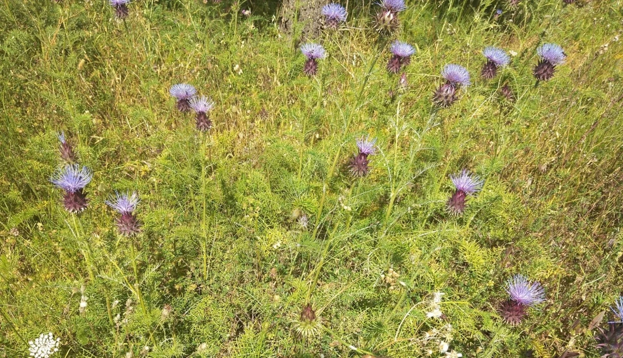 Terreno para Venda em Sesimbra (Castelo) Foto 6