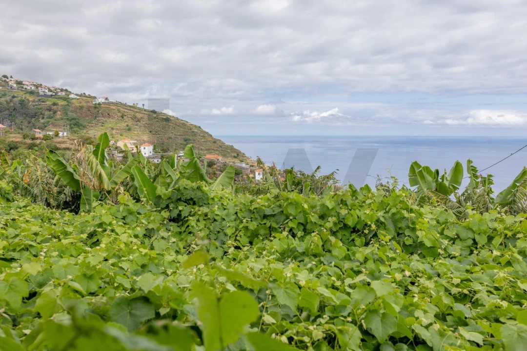 Terreno para Venda em Arco da Calheta Foto 14