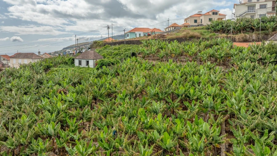 Terreno para Venda em Arco da Calheta Foto 11