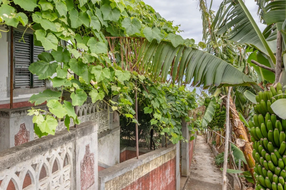 Terreno para Venda em Arco da Calheta Foto 12