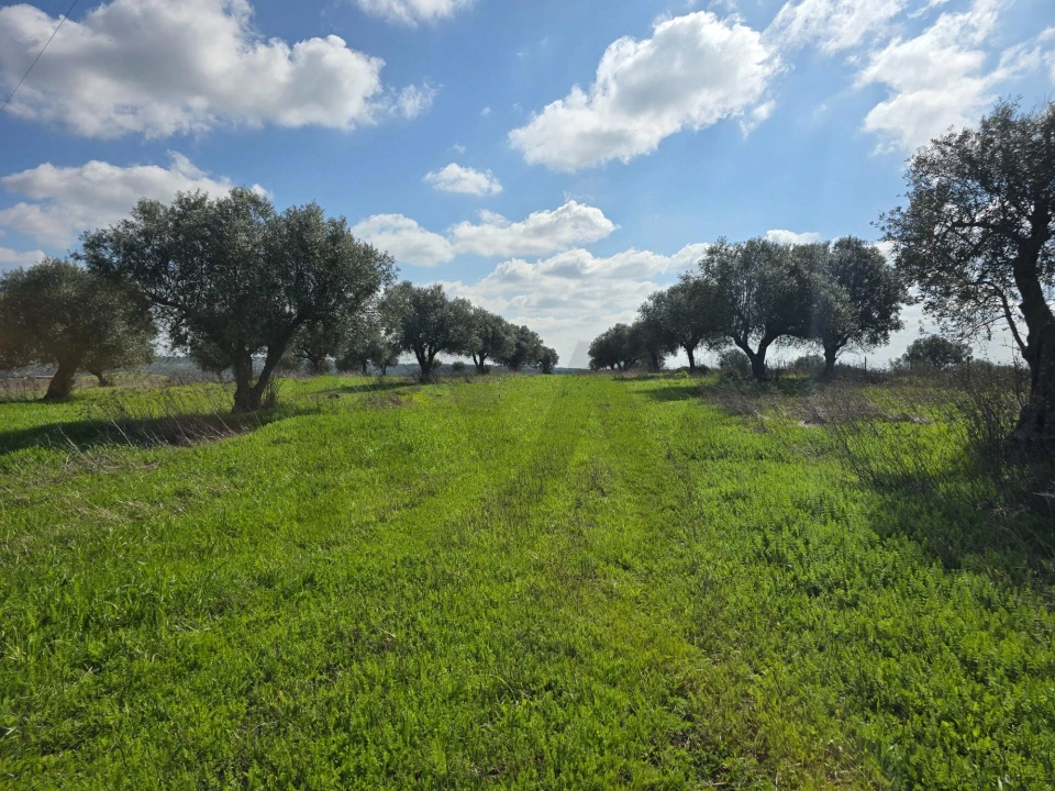 Terreno para Venda em Pedrogão Foto 13