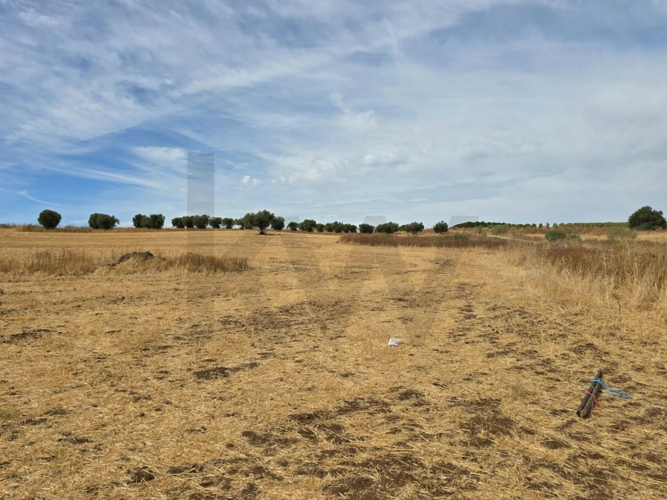 Terreno para Venda em Pedrogão Foto 13