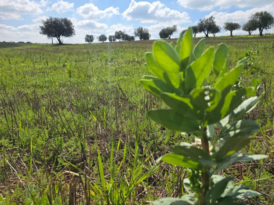 Terreno para Venda em Pedrogão Foto 14