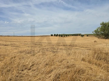Terreno para Venda em Pedrogão