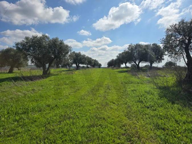 Terreno para Venda em Pedrogão Foto 13