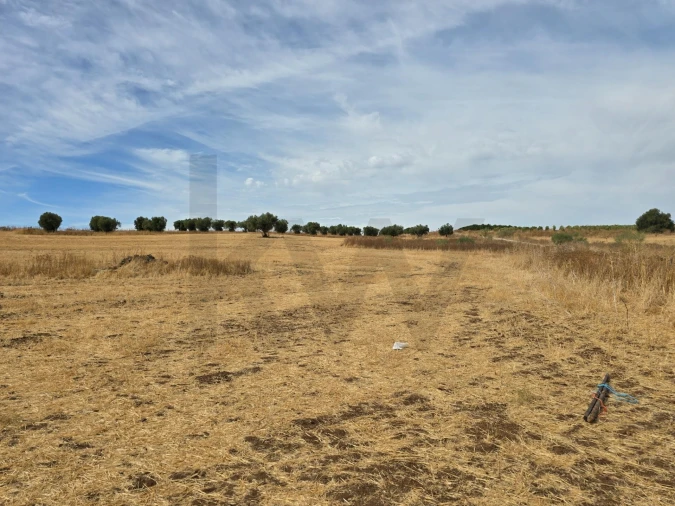 Terreno para Venda em Pedrogão Foto 13