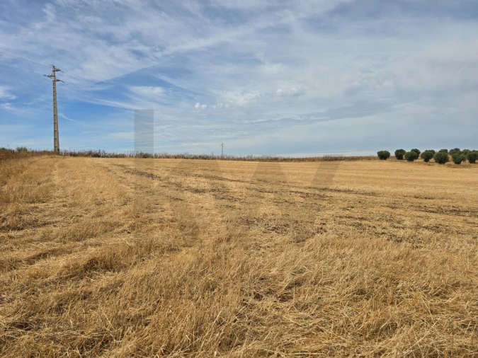 Terreno para Venda em Pedrogão Foto 7