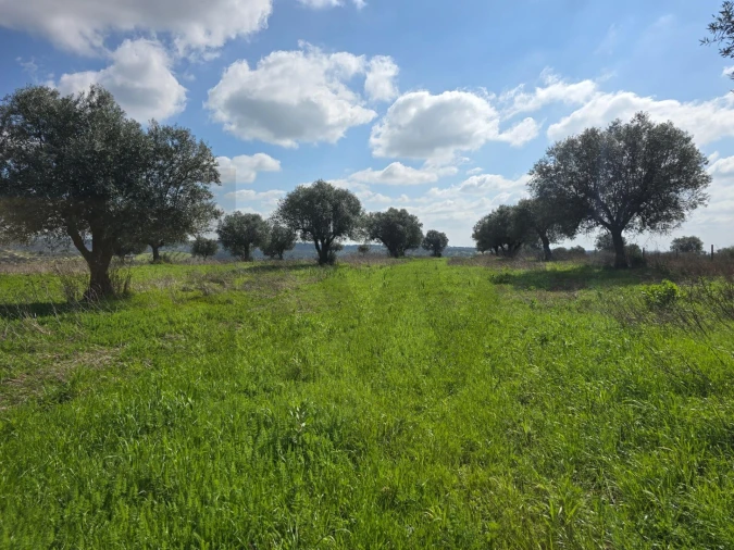 Terreno para Venda em Pedrogão Foto 6