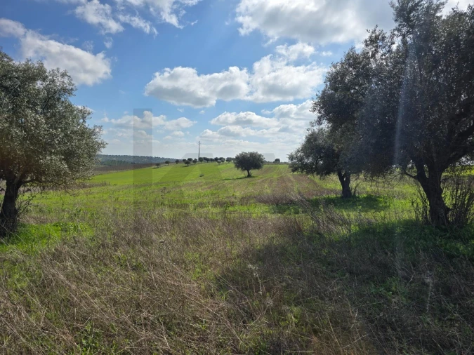 Terreno para Venda em Pedrogão Foto 18