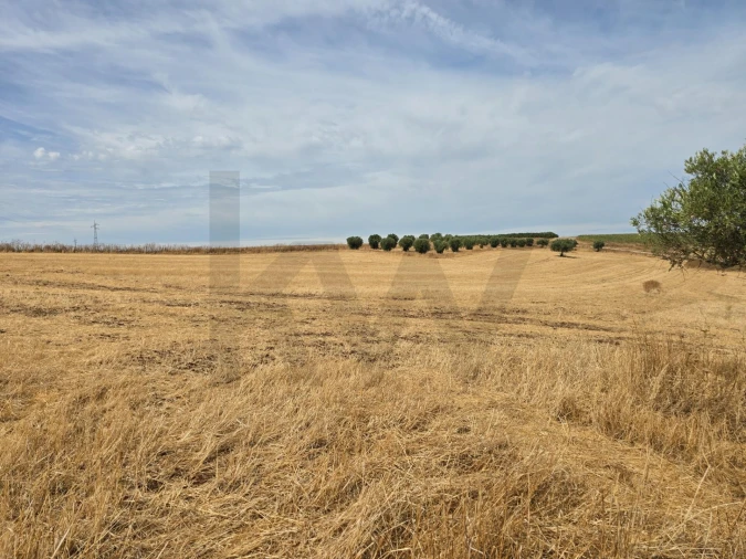 Terreno para Venda em Pedrogão Foto 4