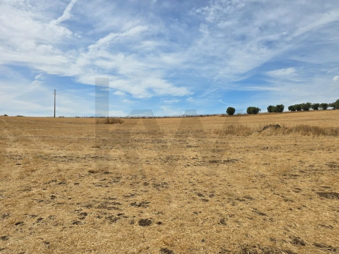 Terreno para Venda em Pedrogão Foto 12