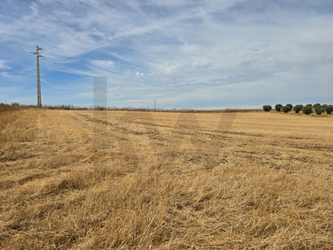 Terreno para Venda em Pedrogão Foto 3