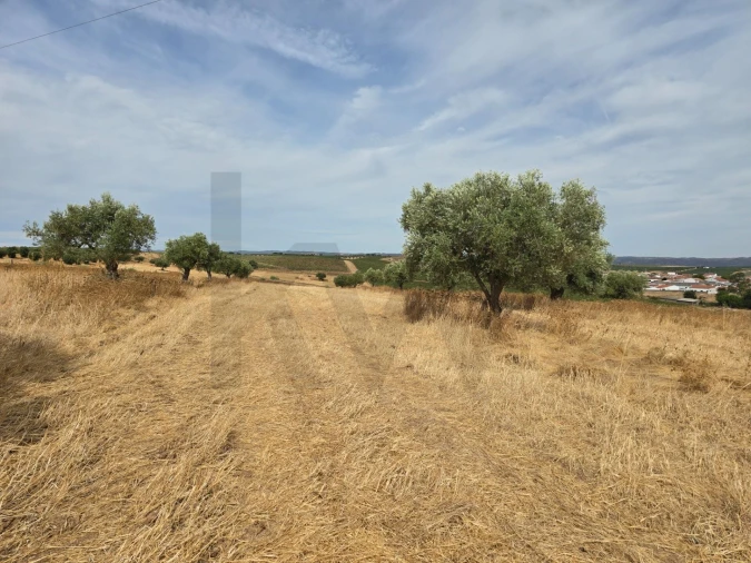 Terreno para Venda em Pedrogão Foto 2
